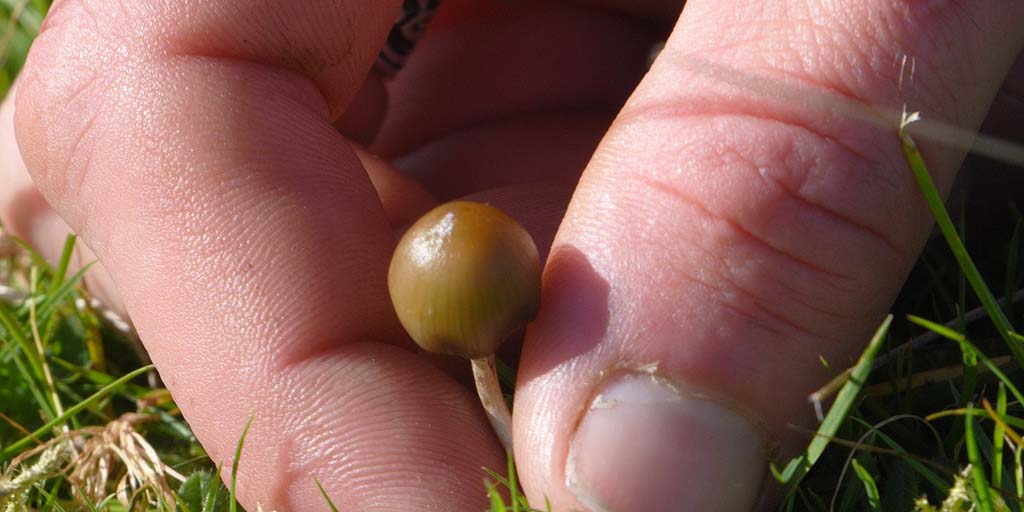 Psilocybe semilanceata wildplukken