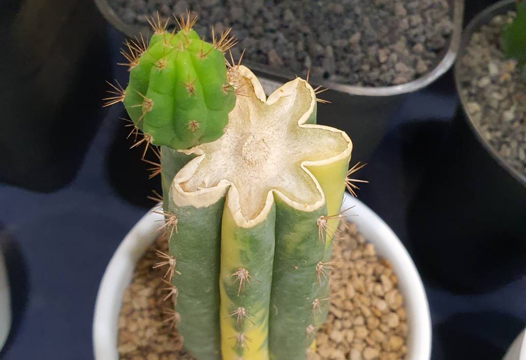 A cut cactus cutting looks like this. The wound is drying.