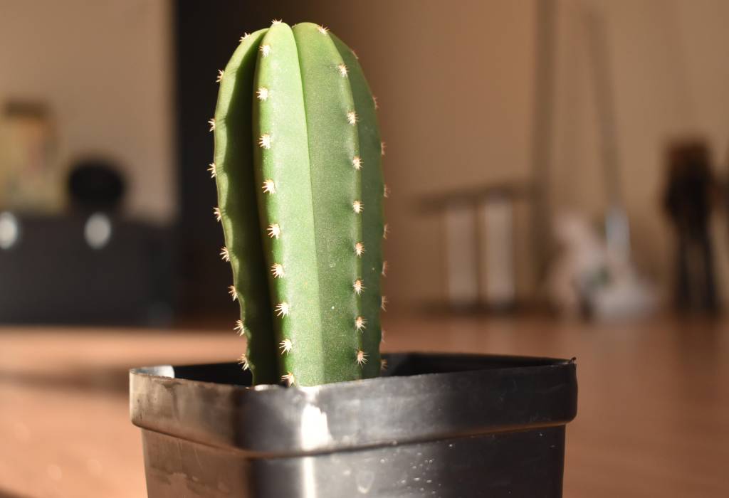 Een stekje van een San Pedro Cactus.