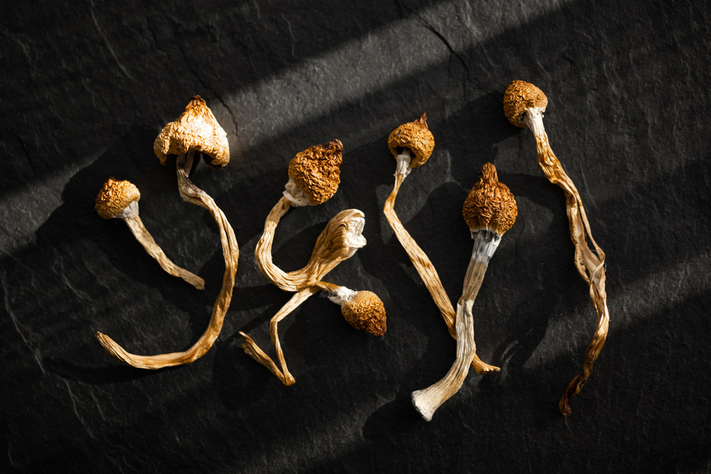 Dried magic mushrooms in sunlight on a black background.