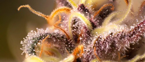 22 Terpenen Uitgelegd | De Geheime Stoffen in Wiet