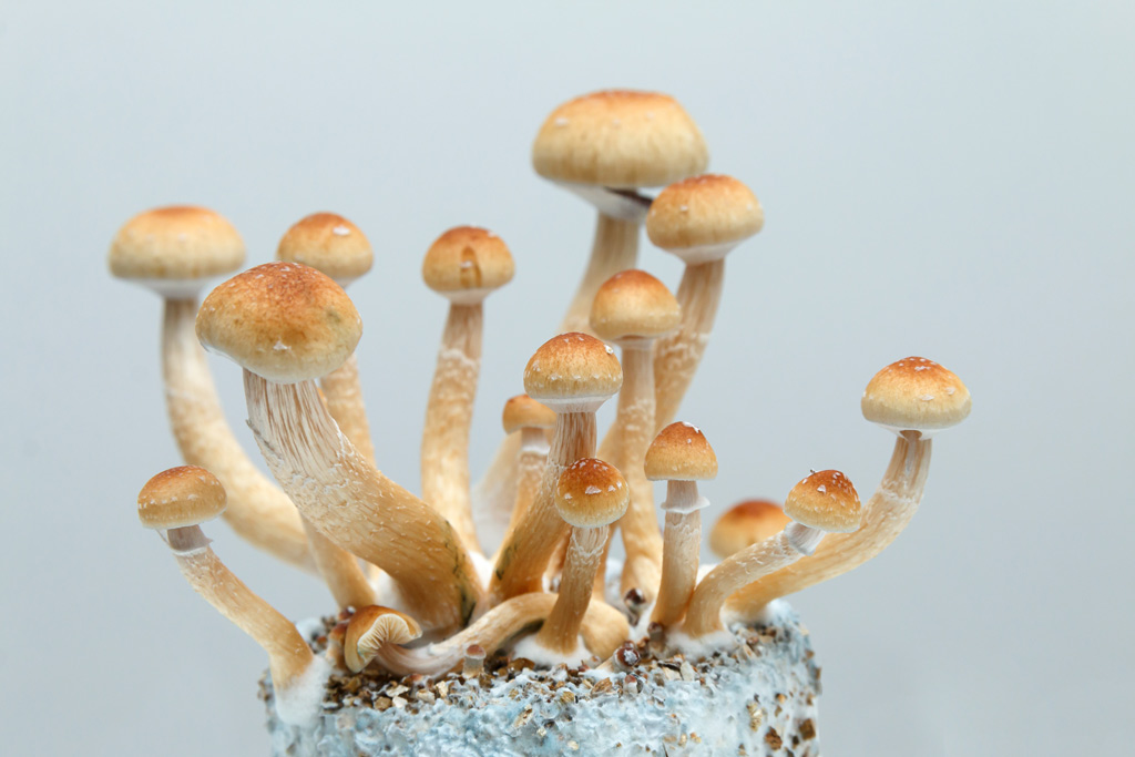 Psilocybe cubensis klaar voor de oogst.
