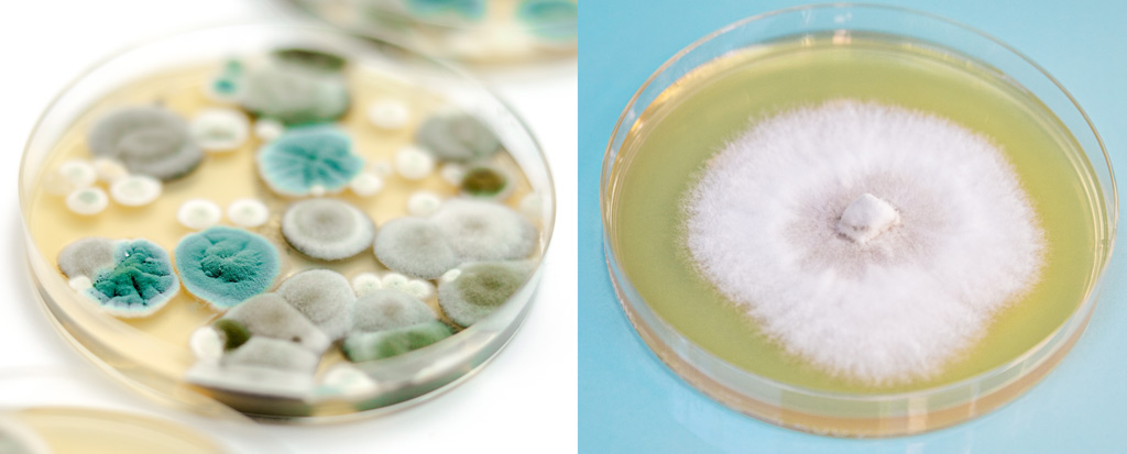 Vergelijk 2 petrischaaltjes. Links een besmet petrischaaltje met verschillende kleuren schimmel. Rechts een petrischaaltje met een succesvolle schimmelkweek.