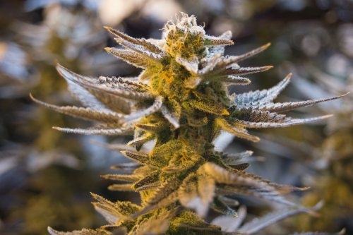 Cannabis plant Dutch Headshop