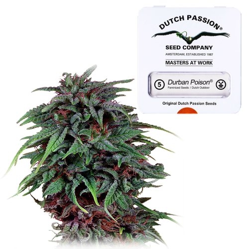 Durban Poison Gefeminiseerd Dutch Passion Dutch Headshop