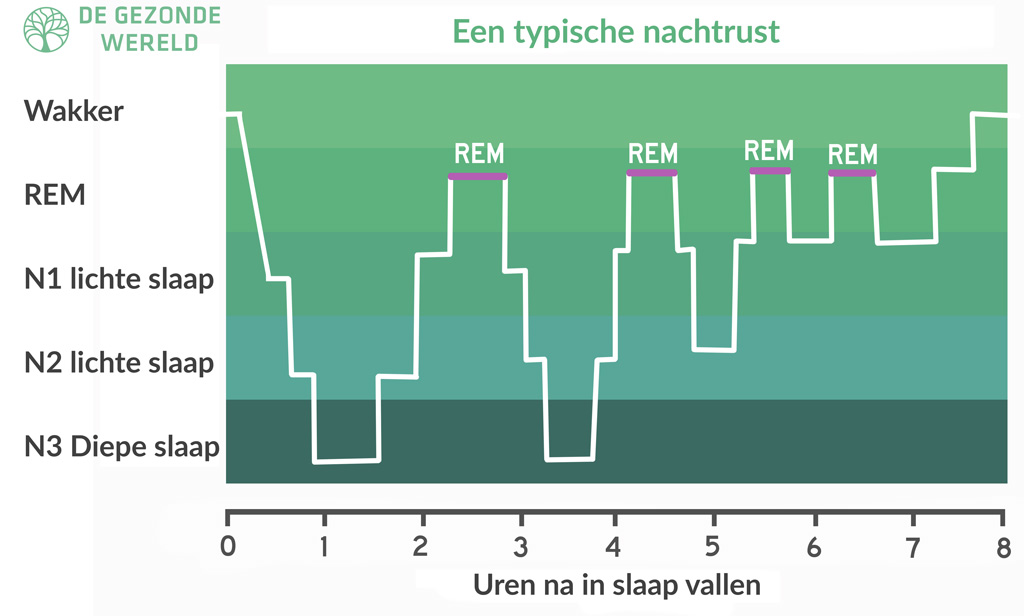 Een schematische weergave van de nachttrust die het verband laat zien tussen de uren na in slaap vallen en de verschillende slaapfases.