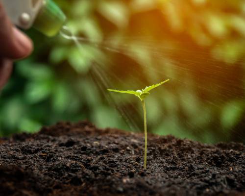 watering cannabis seedlings