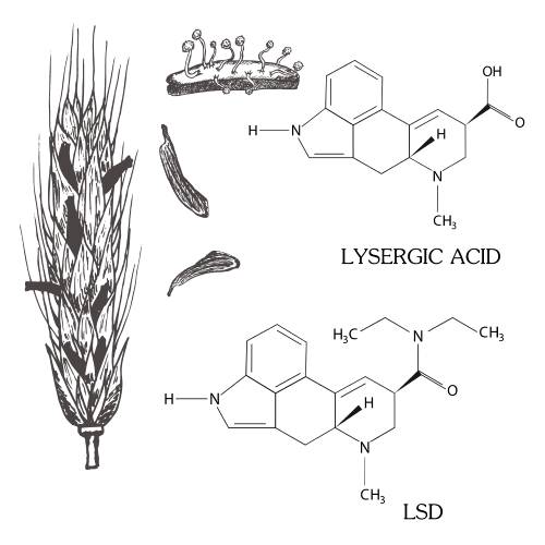 lsa lsd effects