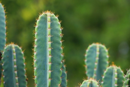 San Pedro Cactus