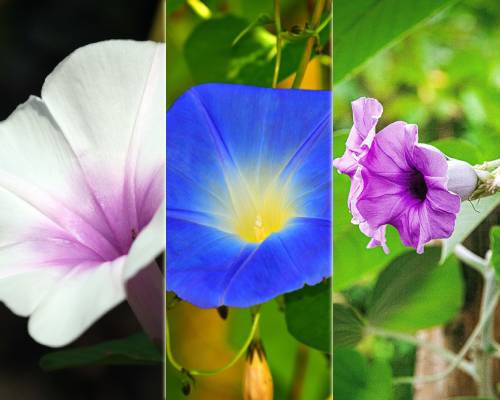 morning glory hawaiian baby woodrose