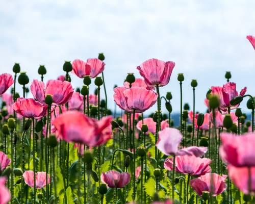 papaver plant