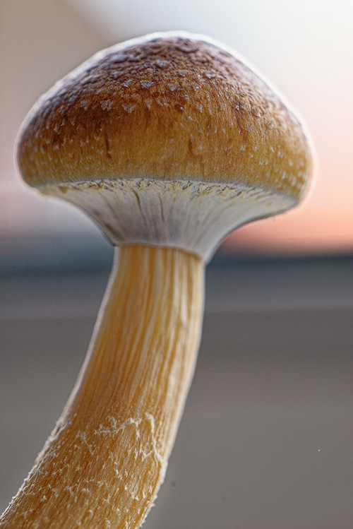 psilocybe cubensis ecuador harvest