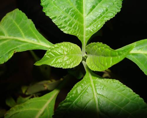 salvia divinorum gebruiken