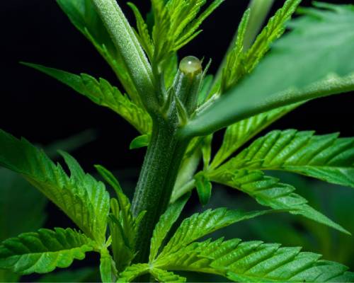 how to top cannabis plants